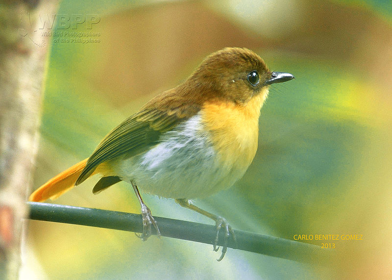 Ficedula platenae