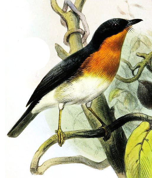 Ficedula rufigula