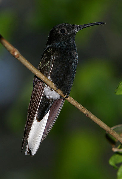 Florisuga fusca