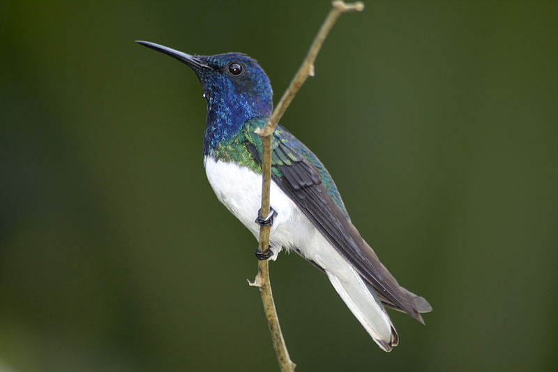Florisuga mellivora