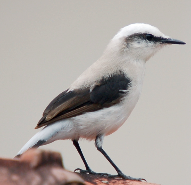 Fluvicola nengeta