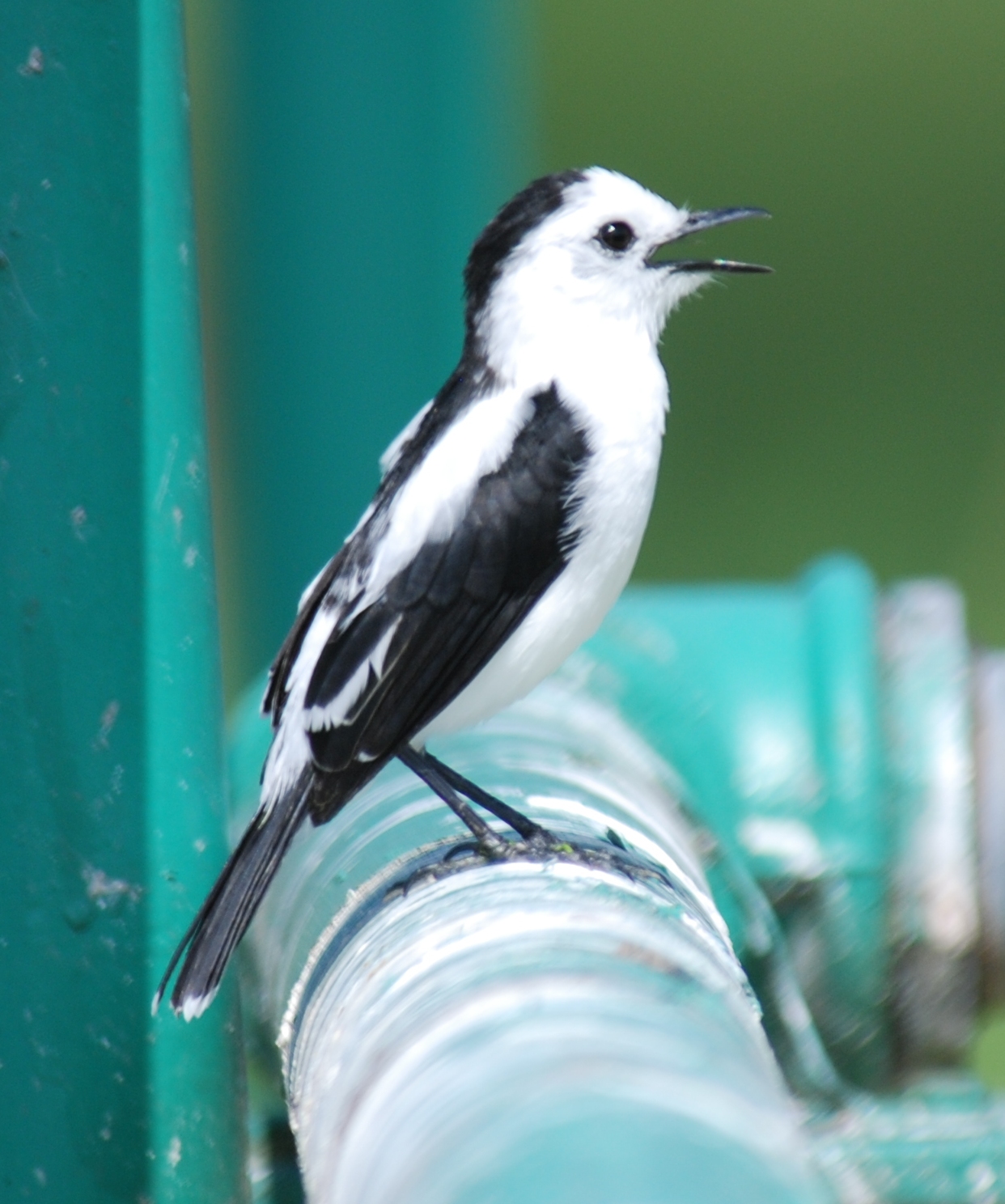 Fluvicola pica