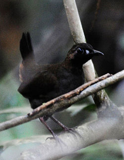Formicarius analis