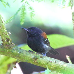 Formicivora erythronotos