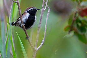 Formicivora grantsaui