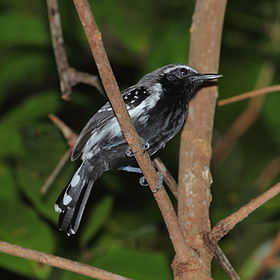 Formicivora grisea