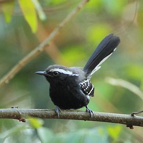 Formicivora melanogaster