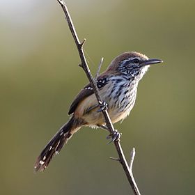 Formicivora rufa