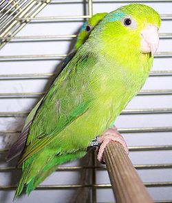 Forpus coelestis
