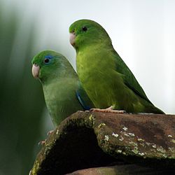 Forpus conspicillatus