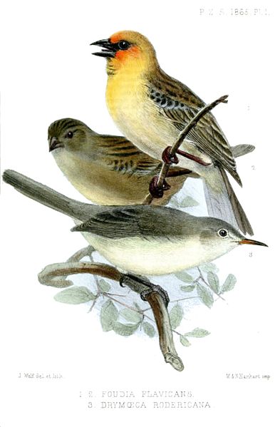 Foudia flavicans