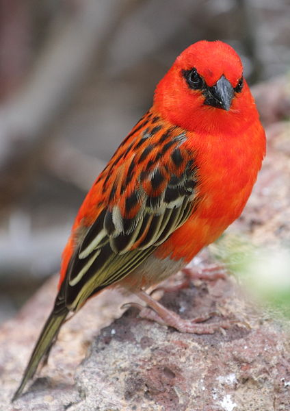 Foudia madagascariensis