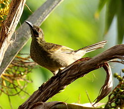Foulehaio carunculatus