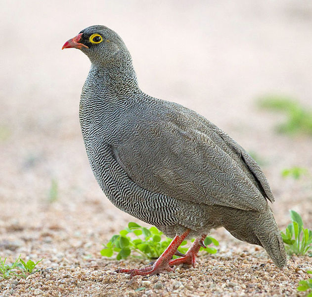 Francolinus adspersus
