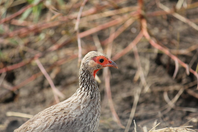 Francolinus afer