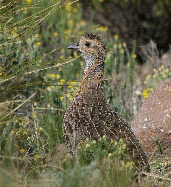 Francolinus africanus