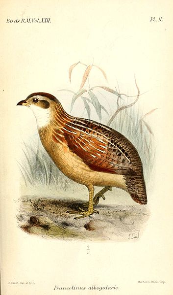 Francolinus albogularis