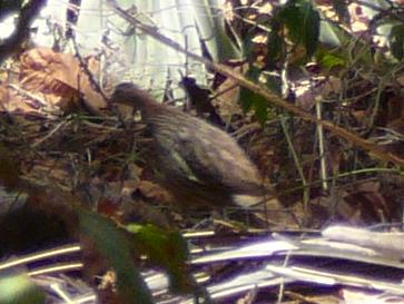 Francolinus bicalcaratus