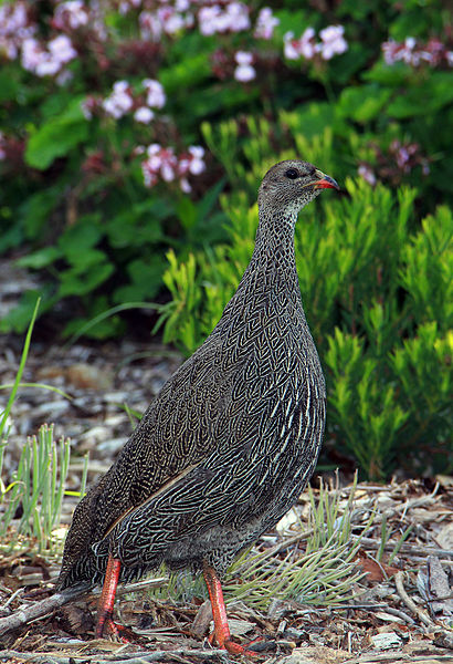 Francolinus capensis