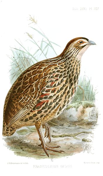 Francolinus clappertoni