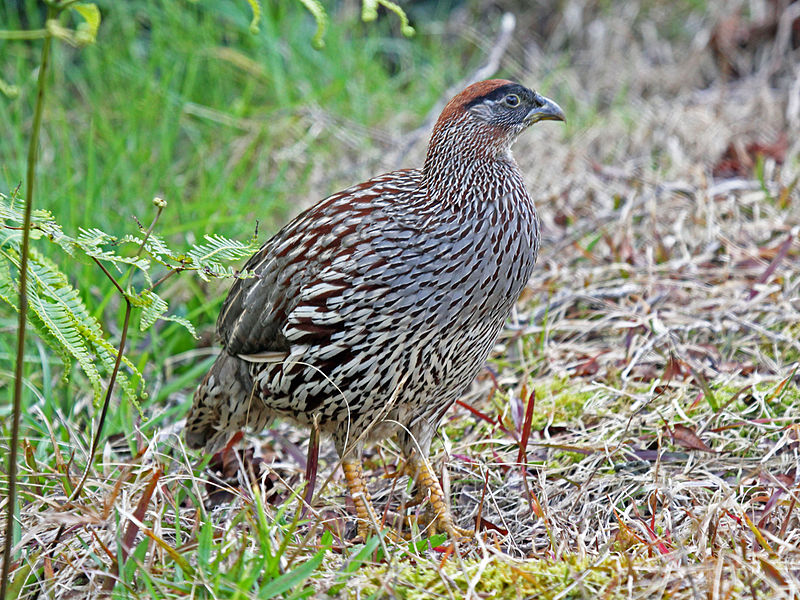 Francolinus erckelii