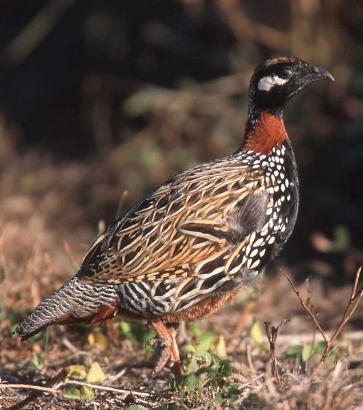 Francolinus francolinus