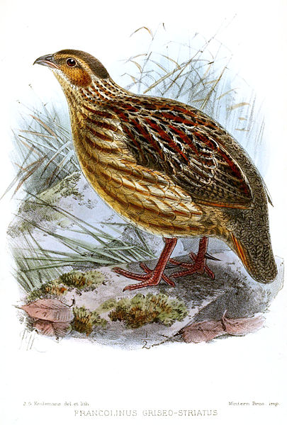 Francolinus griseostriatus