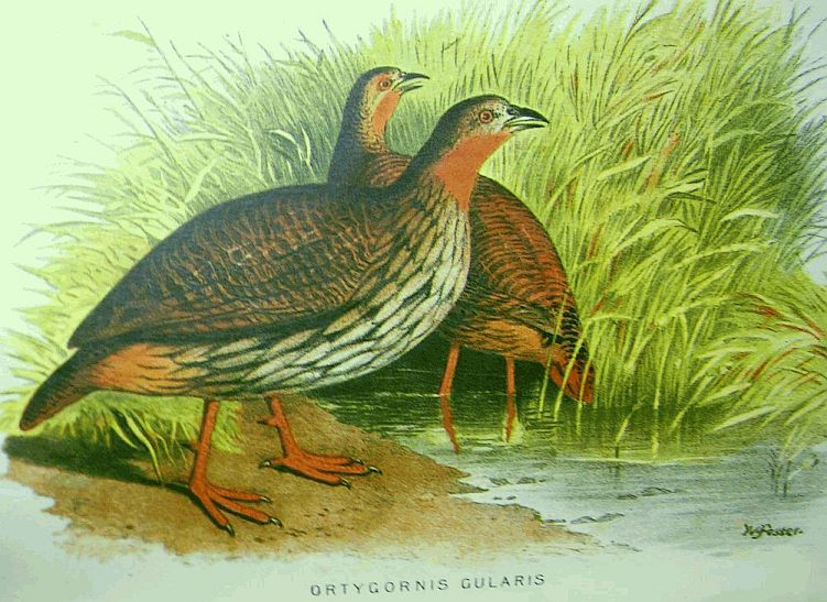 Francolinus gularis