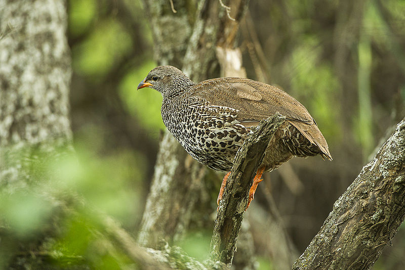 Francolinus hildebrandti
