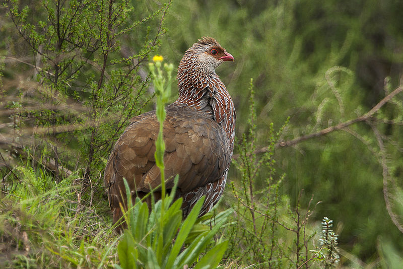 Francolinus jacksoni