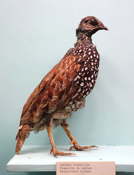Francolinus lathami