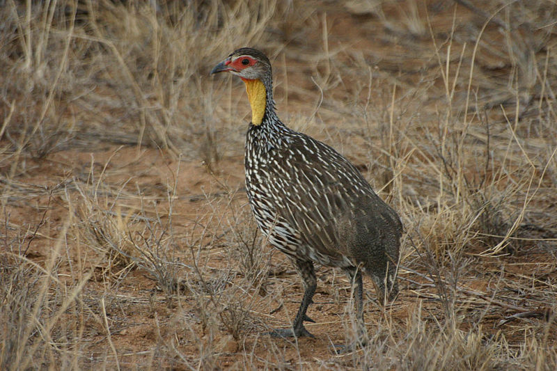 Francolinus leucoscepus