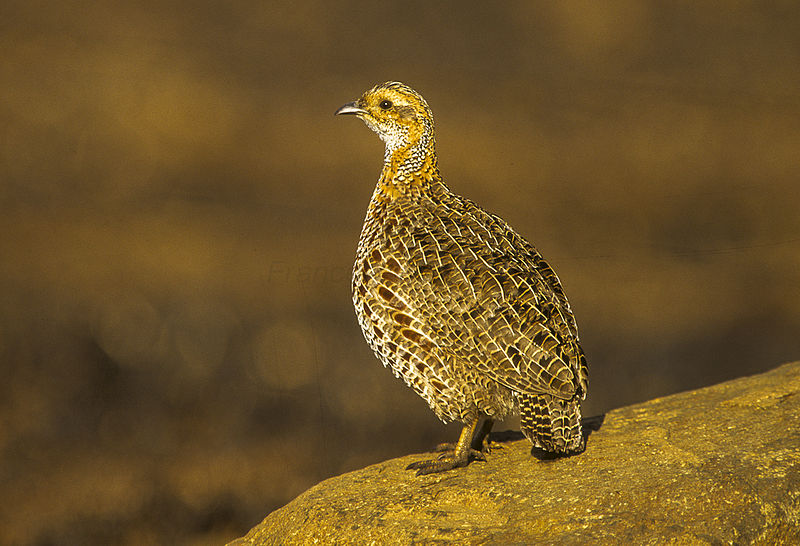 Francolinus levaillantii