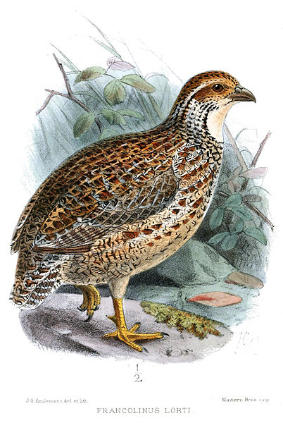 Francolinus levaillantoides