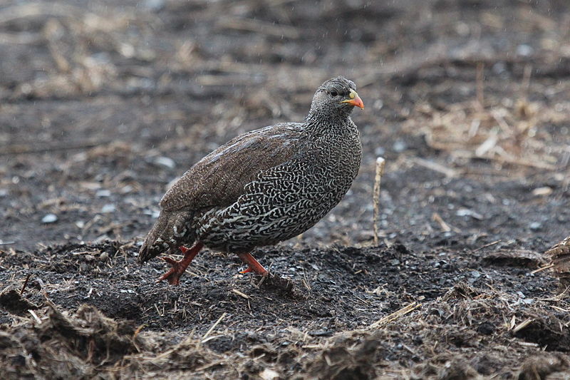 Francolinus natalensis