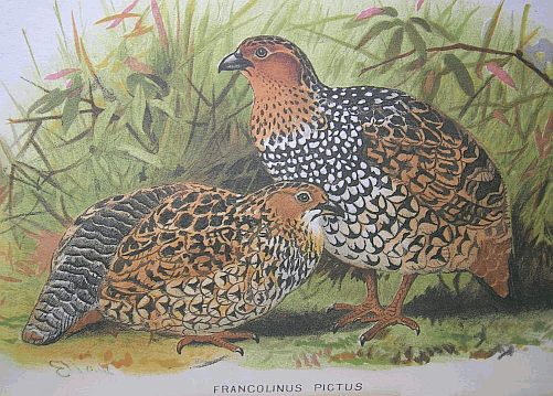 Francolinus pictus