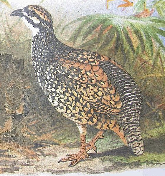 Francolinus pintadeanus