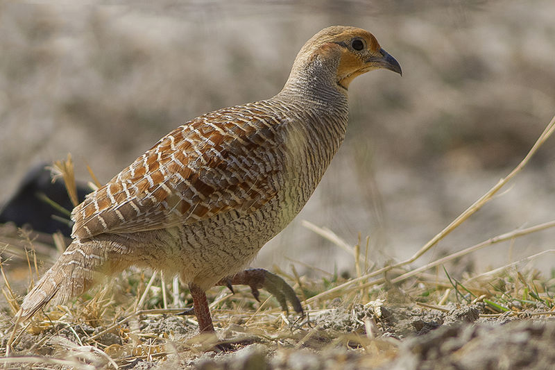 Francolinus pondicerianus