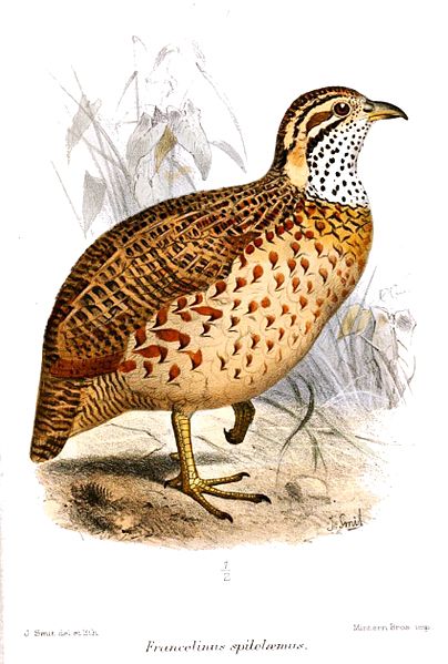 Francolinus psilolaemus