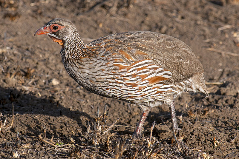 Francolinus rufopictus