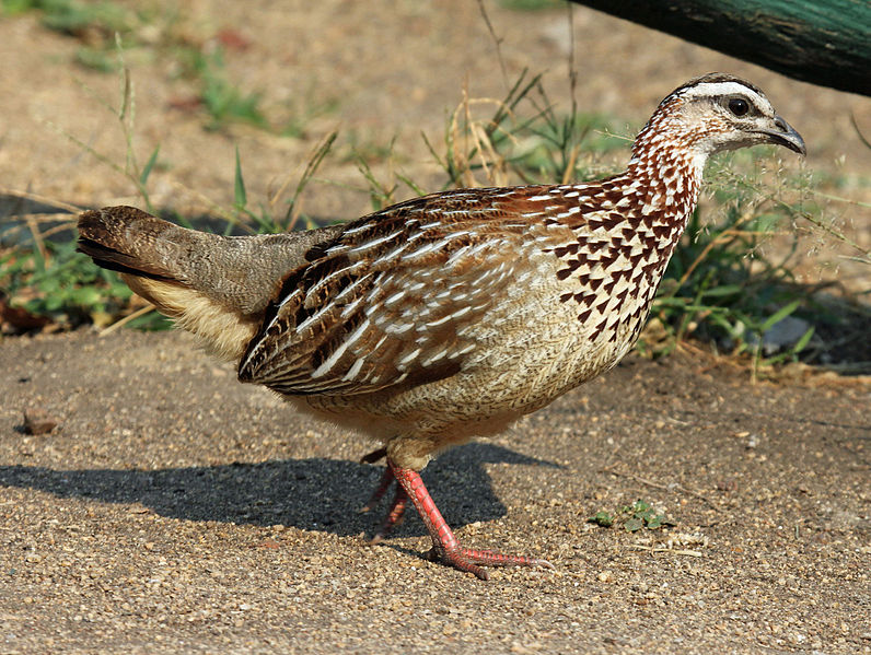 Francolinus sephaena