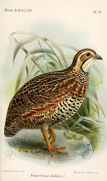 Francolinus shelleyi