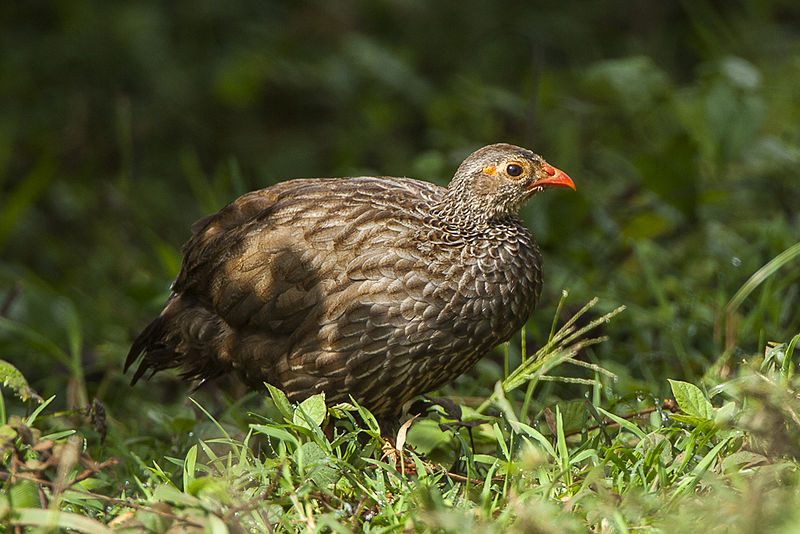 Francolinus squamatus