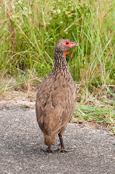 Francolinus swainsonii