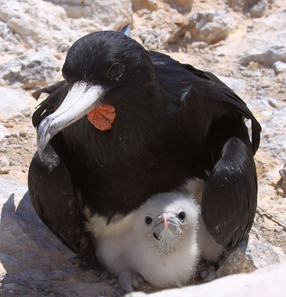 Fregata aquila