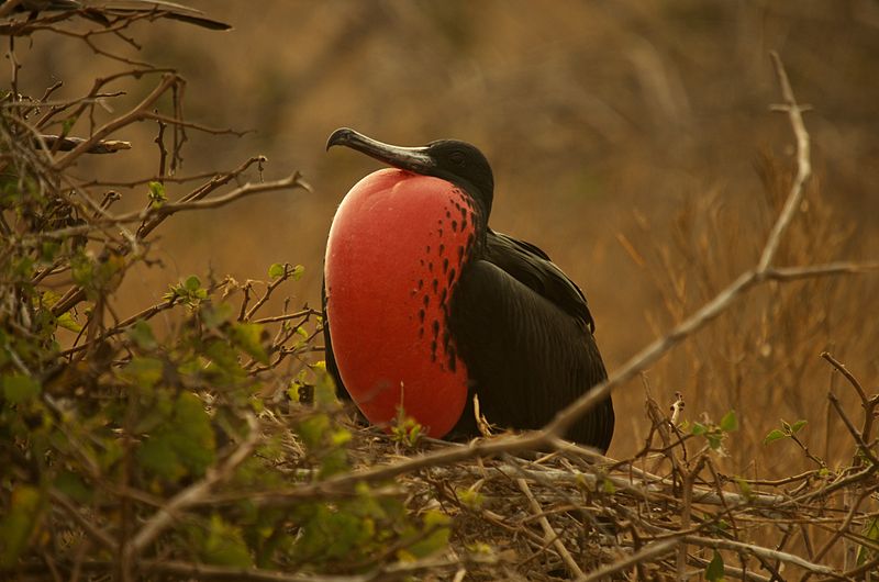 Fregata magnificens