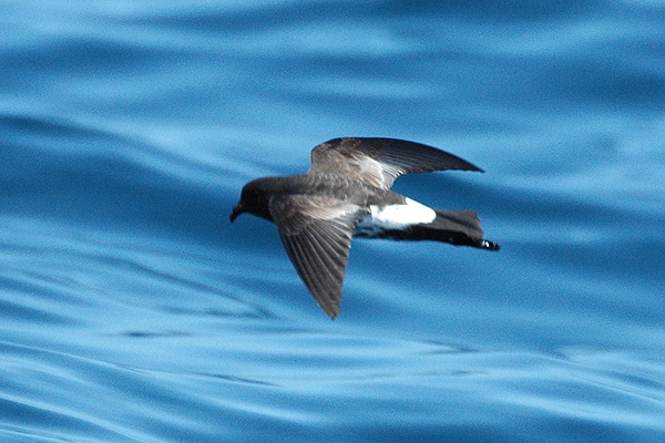 Fregetta maoriana