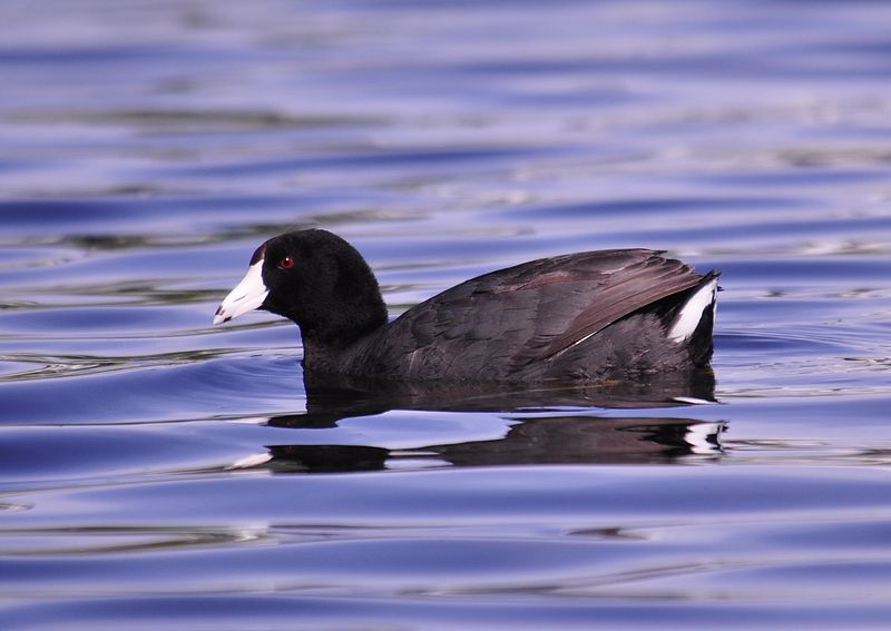 Fulica americana