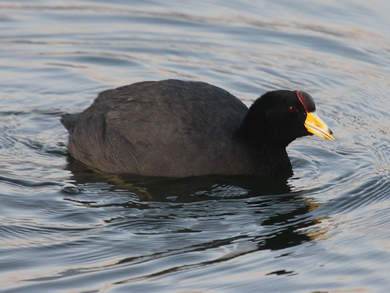Fulica ardesiaca