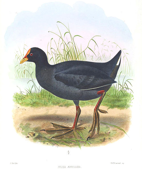 Fulica armillata